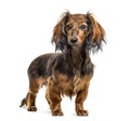 Dachshund standing, isolated Royalty Free Stock Photo