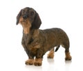 Dachshund standing Royalty Free Stock Photo