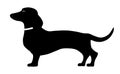 Dachshund standing side pose Royalty Free Stock Photo