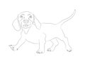 Dachshund stands, dog, lines, vector