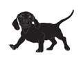 Dachshund stands, dog, silhouette, vector