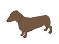 Dachshund stands, dog, vector