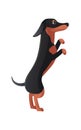 Dachshund stands on hind legs. Dachschund hound dog in funny pose flat icon vector illustration