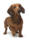 Dachshund staying on the white background