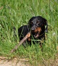 Dachshund with stick