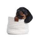 Dachshund teckel dog pup on white Royalty Free Stock Photo