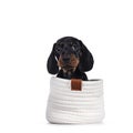 Dachshund teckel dog pup on white Royalty Free Stock Photo