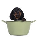 Dachshund teckel dog pup on white Royalty Free Stock Photo