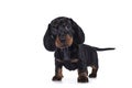 Dachshund teckel dog pup on white Royalty Free Stock Photo