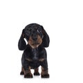 Dachshund teckel dog pup on white Royalty Free Stock Photo