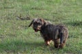 Dachshund - Teckel Royalty Free Stock Photo