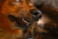 Dachshund teeth and black nose close up, wiener dog portrait, fluffy domestic animal sleeping, adorable pet face