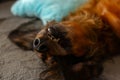 Dachshund teeth and black nose close up, wiener dog portrait, fluffy domestic animal sleeping, adorable pet face