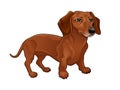 Dachshund. Royalty Free Stock Photo