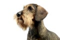 Dachshund waching in a white photo studio Royalty Free Stock Photo