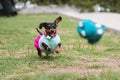 Dachshund Wearing Clothes Chases After Thrown Toy In Atlanta Park