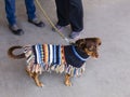 Dachshund wearing Mexican style woollen colourful coat