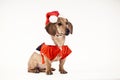 Dachshund wearing Santa dress