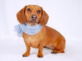 Dachshund wearing a scarf