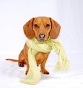 Dachshund wearing a scarf