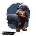 Dachshund, Weenie Dog, Teckel, badger dog digital art illustration isolated on white background. German origin scenthound dog.