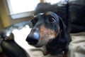 Dachshund weiner dog puppy closeup abstract bohkeh