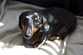 Dachshund weiner dog puppy lying on a beige blanket with shadows abstract boh