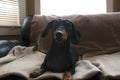 Dachshund weiner dog puppy sitting on a beige blanket abstract b