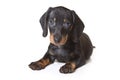 Dachshund on white background