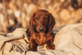 Dachshund on a woody background.