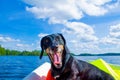 Dachshund yawning Royalty Free Stock Photo