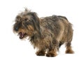 Dachshund yawning Royalty Free Stock Photo