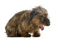 Dachshund yawning Royalty Free Stock Photo