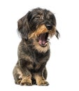 Dachshund yawning (8 years old) Royalty Free Stock Photo