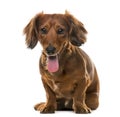 Dachshund (2 years old) in front of a white background Royalty Free Stock Photo