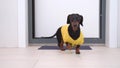 Dachshund in a yellow print t-shirt entering a white room with a grey rug at the entrance, slamming a heavy door. The dog has a