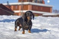 Dachshunds Royalty Free Stock Photo