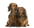 Dachshunds