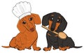 Dachshunds ready to cooking