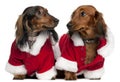 Dachshunds wearing Santa outfits