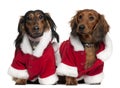 Dachshunds wearing Santa outfits