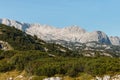 Dachstein massif in Austrian Alps with dwarf mountain pine shrubs Royalty Free Stock Photo