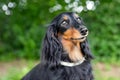 Dachsund dog portrait in the nature. Royalty Free Stock Photo