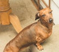 Dachsund standing on a step outside Royalty Free Stock Photo