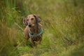 Wire-haired dachshund standing in a meadow Royalty Free Stock Photo