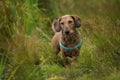 Wire-haired dachshund standing in a meadow Royalty Free Stock Photo