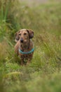 Wire-haired dachshund standing in a meadow Royalty Free Stock Photo