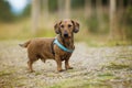 Wire-haired dachshund standing in a meadow Royalty Free Stock Photo