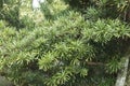 Dacrycarpus dacrydioides evergreen conifer. the plant is Widely distributed throughout New Zealand