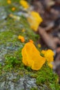 Dacrymyces palmatus fungus